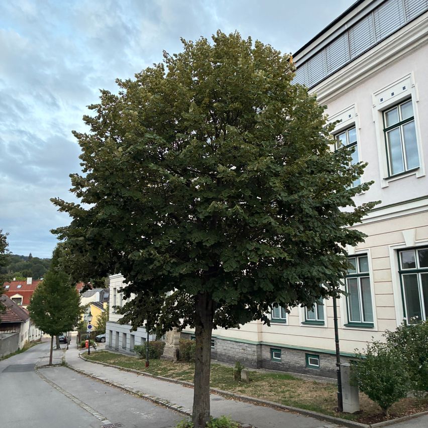 Großer Baum mit Blättern vor einem hellen Gebäude mit grünen Fenstern in einem österreichischen Dorf