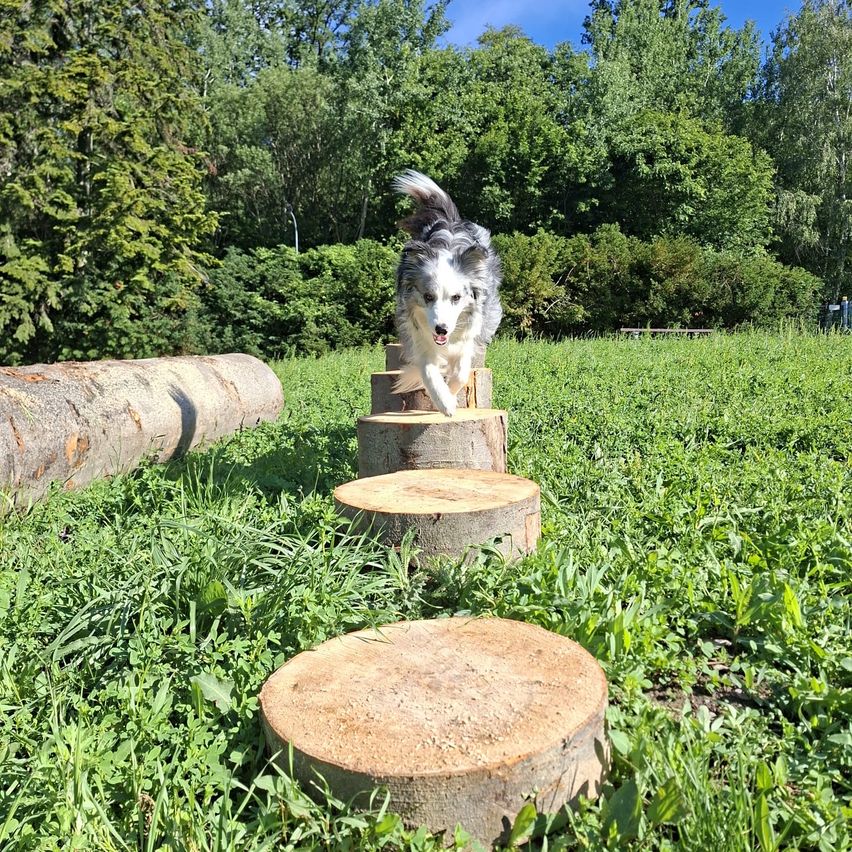 A dog is jumping over logs in a grassy field with a wooded background.