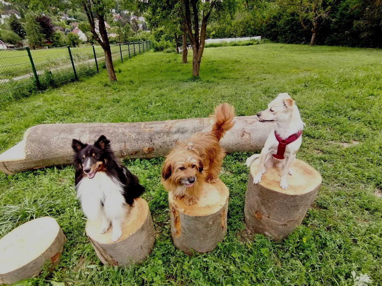 Three dogs, two sitting on tree stumps and one on a log, in a grassy area with trees and a fence in the background.