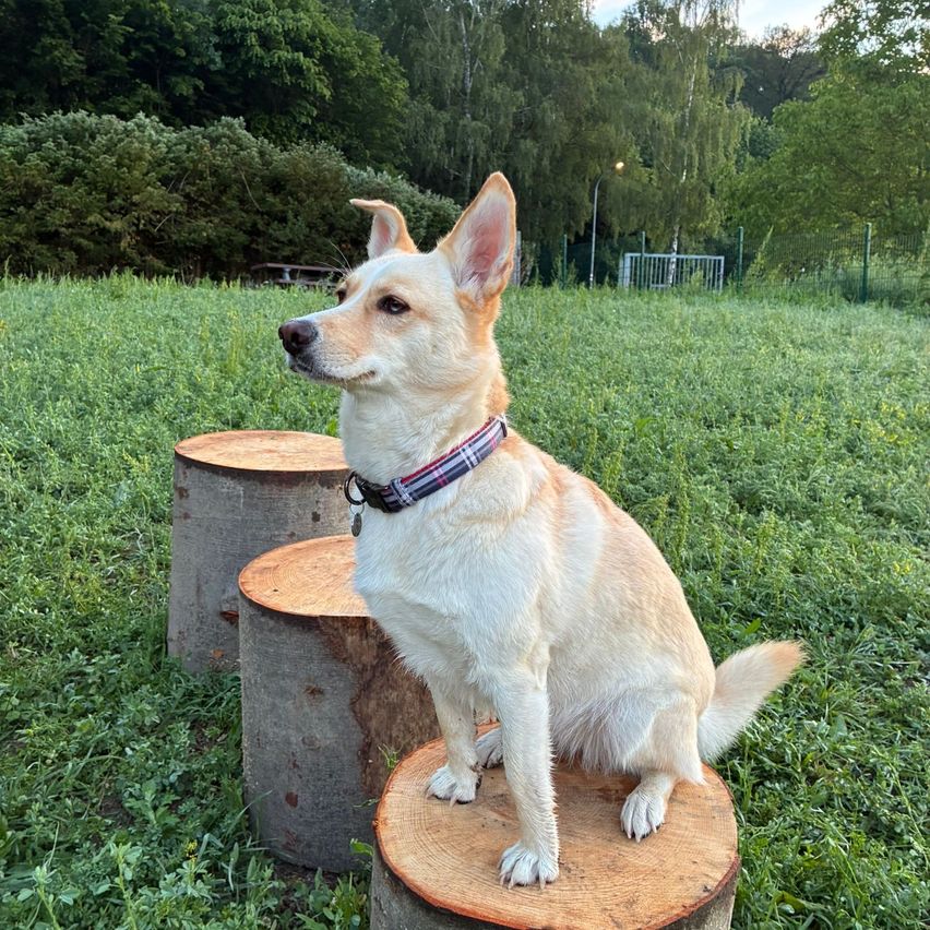 A light-colored dog with a plaid collar sits on a tree stump in a grassy field with trees and bushes in the background.