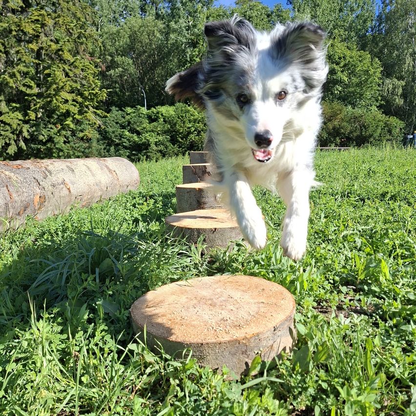 A black and white dog jumps over a tree stump in a grassy field.