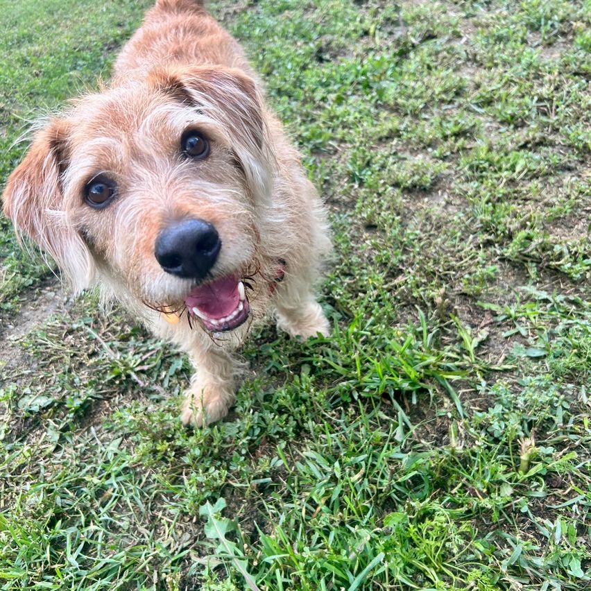 Ein braun-weißer Hund steht auf Gras und schaut mit fröhlichem Gesicht nach oben.