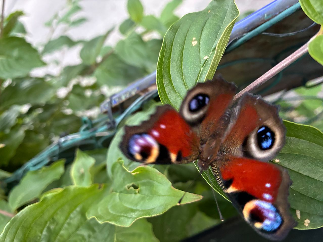 Ein Nahaufnahme eines roten Schmetterlings mit blauen Flecken, der auf einem grünen Blatt ruht, mit einem Drahtzaun im Hintergrund.