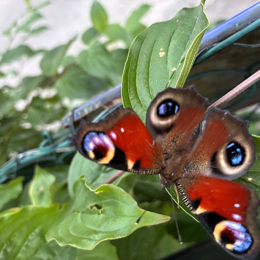 Ein Nahaufnahme eines roten Schmetterlings mit blauen Augen und braunen Flügeln ruht auf einem grünen Blatt.