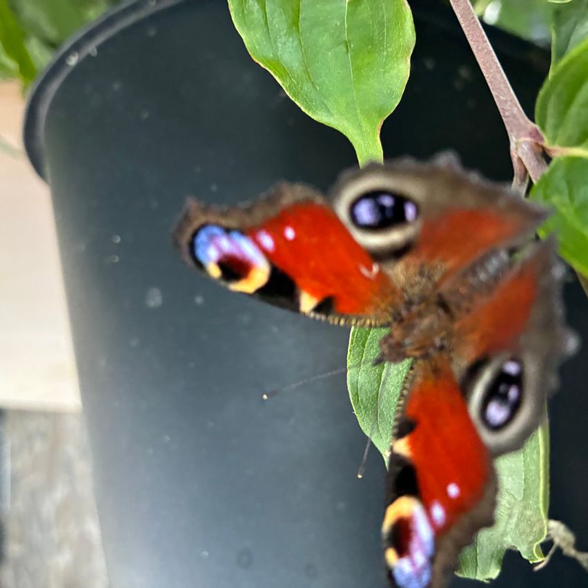 Ein roter Schmetterling mit blauen Augen und Flecken sitzt auf einem grünen Blatt. Er ruht auf einem schwarzen Topf.