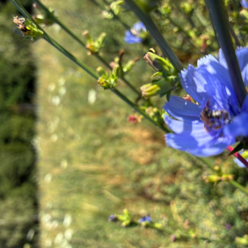A close-up view of a blue flower with a bee on it, surrounded by green leaves and stems.
