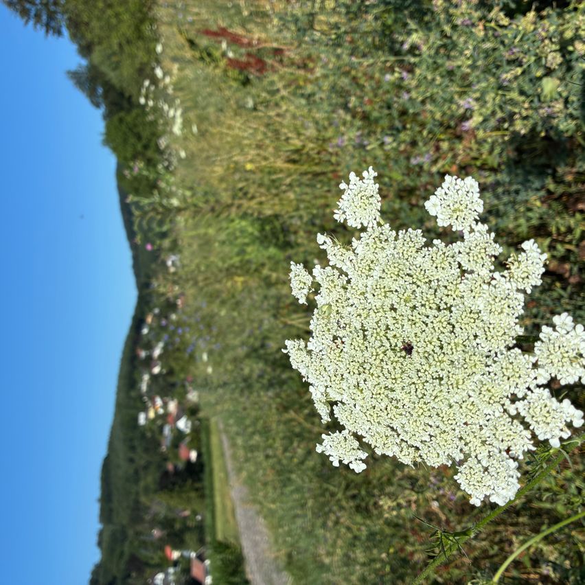 A close-up of a white flowering plant with a small insect on it, set against a backdrop of green grass and a blue sky.