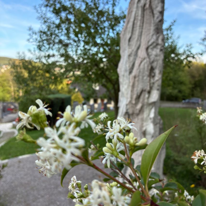 Nahaufnahme von weißen Blumen mit grünen Blättern in einem Park, mit einem großen Steinpfeiler im Hintergrund.