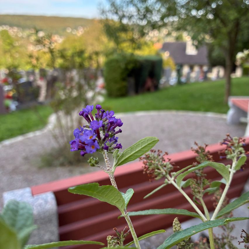 Lila Sommerfliederblüte mit Friedhof und sanften Hügeln im Hintergrund