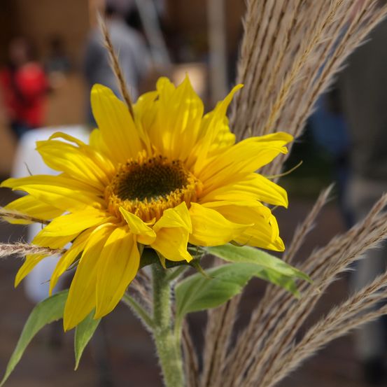 Bild enthält, Flower, Plant, Sunflower, Boy, Child, Male, Person, Flower Arrangement, Flower Bouquet