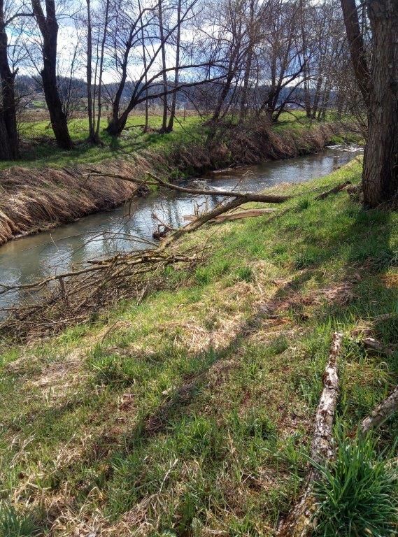 Ein ruhiger Bach fließt durch ein Grasland mit gefallenen Ästen an der Seite, umgeben von Bäumen und Büschen.