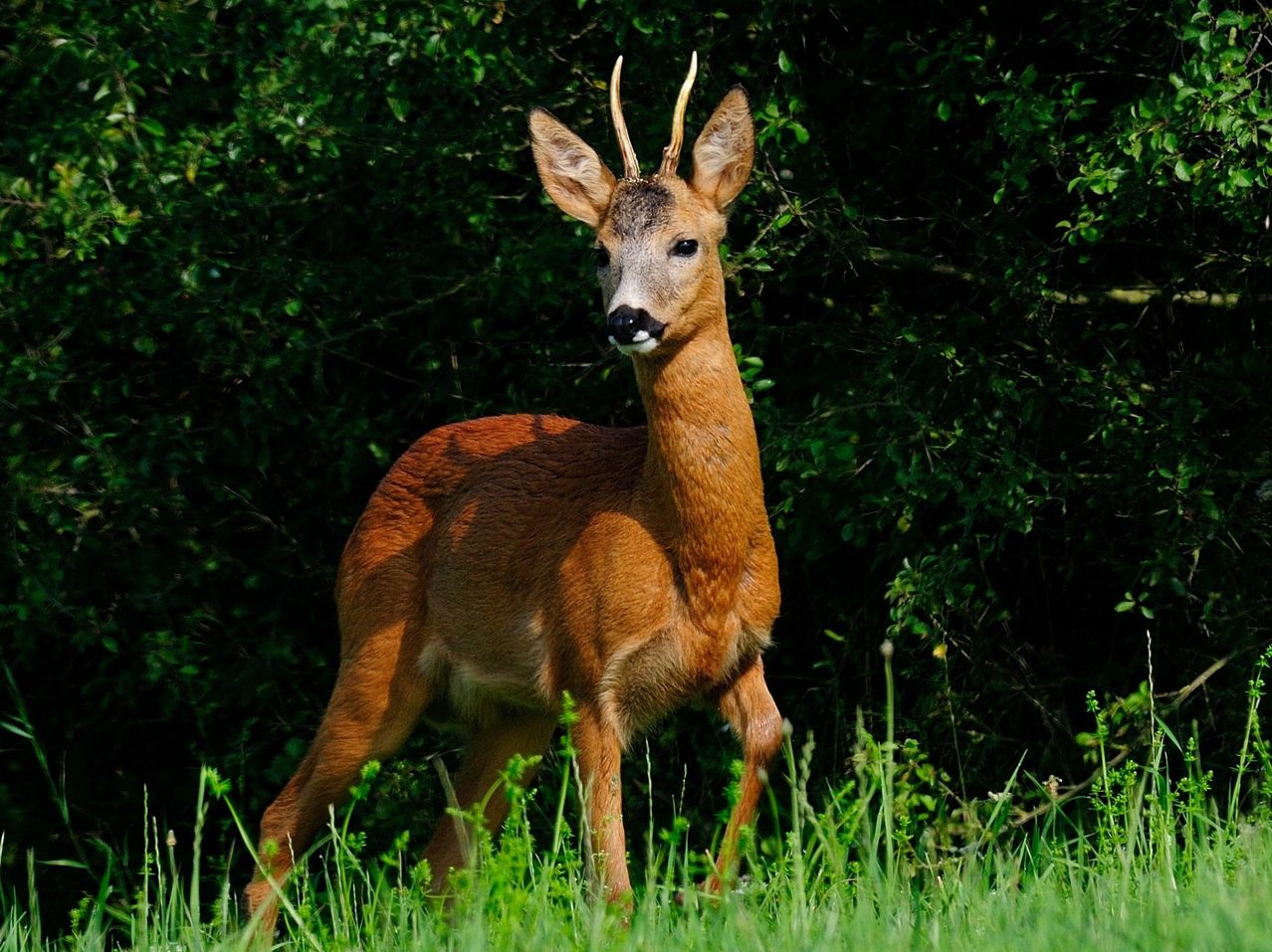 A roe deer with brown fur and small antlers stands in a grassy field with green bushes in the background.