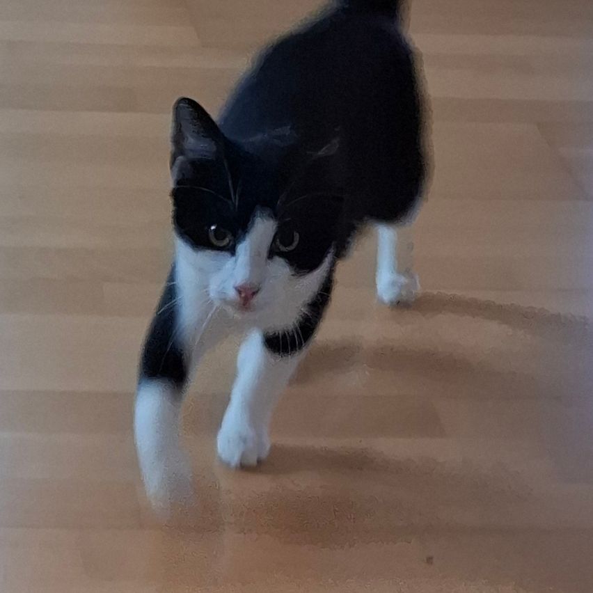 Eine schwarz-weiße Katze läuft auf einem Holzboden, der Schwanz ist erhoben.