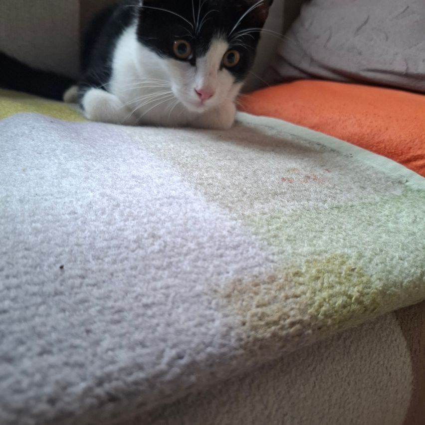 Eine schwarz-weiße Katze sitzt auf einem Sofa mit einer bunten Decke. Die Katze schaut nach links.