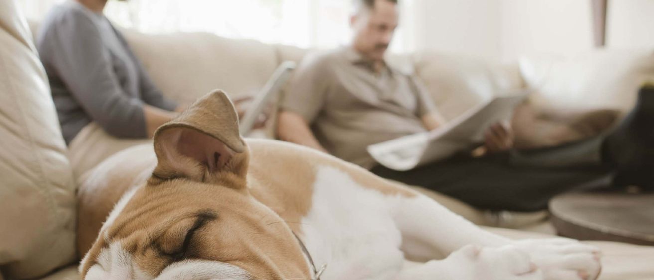 Ein Bulldog schläft auf einer beigen Couch, während im Hintergrund zwei Personen sitzen. Eine Person liest eine Zeitung und die andere benutzt ein Tablet.