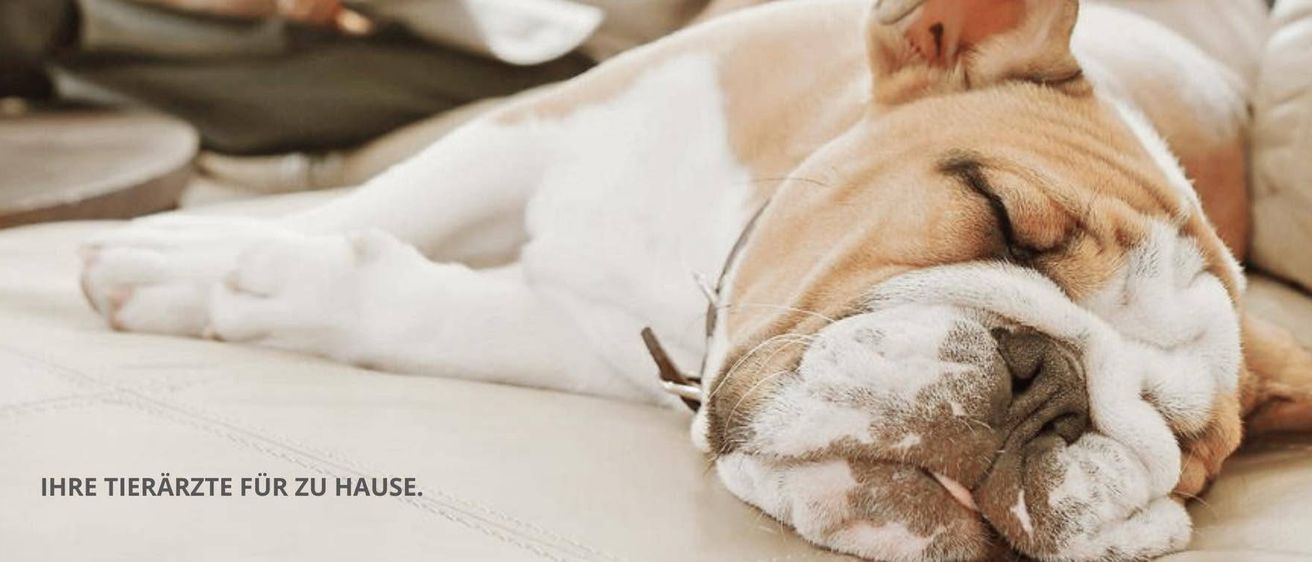 Ein Nahaufnahme des Gesichts eines Bulldoggens mit geschlossenen Augen, die auf einer weißen Oberfläche ruht.