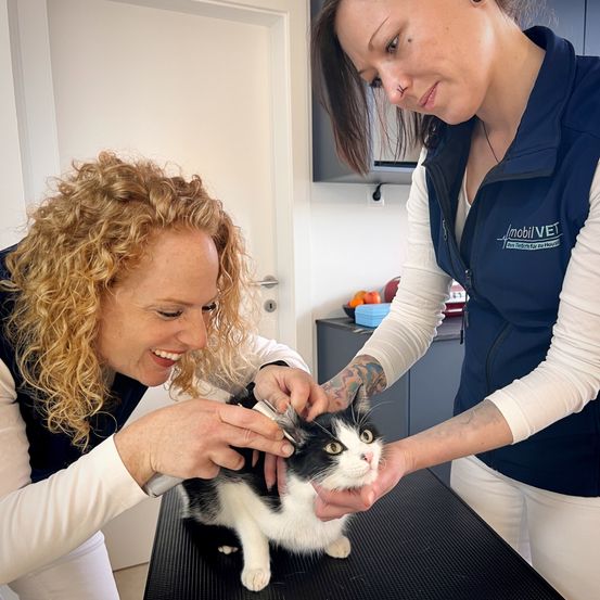 Zwei Frauen in blauen und weißen Uniformen pflegen eine schwarz-weiße Katze. Eine Frau hält die Katze, während die andere ihr Fell schneidet.
