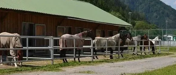 Eine Reihe von Pferden steht in einem eingezäunten Bereich vor einem Stall mit grünem Dach, vor dem Hintergrund einer Berglandschaft.