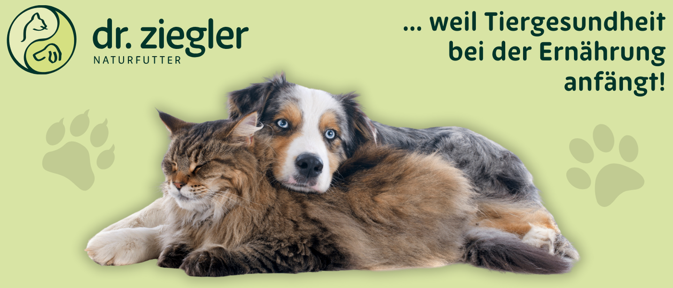 Eine Katze und ein Hund liegen auf einem grünen Hintergrund. Die Katze ist braun und der Hund ist schwarz und weiß. Sie schauen beide nach links.