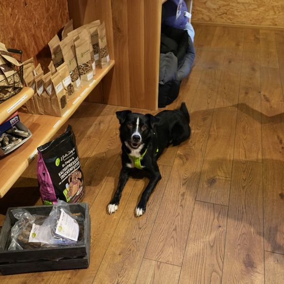 Ein schwarzer Hund mit weißen Flecken liegt auf dem Boden eines Ladens. Dahinter zeigt ein Holzregal Tüten mit Hundefutter. Links befindet sich eine Aufbewahrungsbox mit mehr Hundefutter.