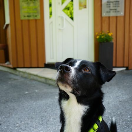 Ein schwarz-weißer Hund mit gelbem Halsband schaut vor einem Gebäude mit weißer Tür und einem Schild zur Kamera hoch.