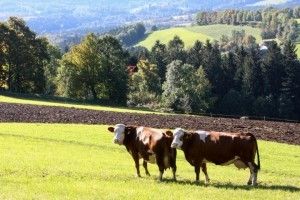 Bild enthält, Field, Grassland, Nature, Outdoors, Countryside, Pasture, Cattle, Cow, Livestock, Ranch
