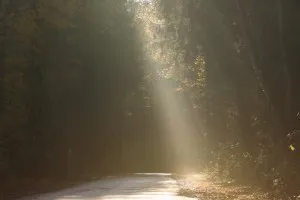 Sunlight, Vegetation, Land, Nature, Outdoors, Tree, Woodland, Path, Street, Grove