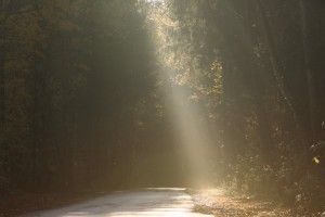 Bild enthält, Sunlight, Vegetation, Land, Nature, Outdoors, Tree, Woodland, Path, Street, Grove