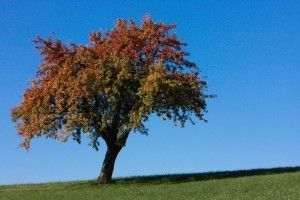 Plant, Tree, Oak, Sycamore, Tree Trunk, Grass, Maple, Outdoors