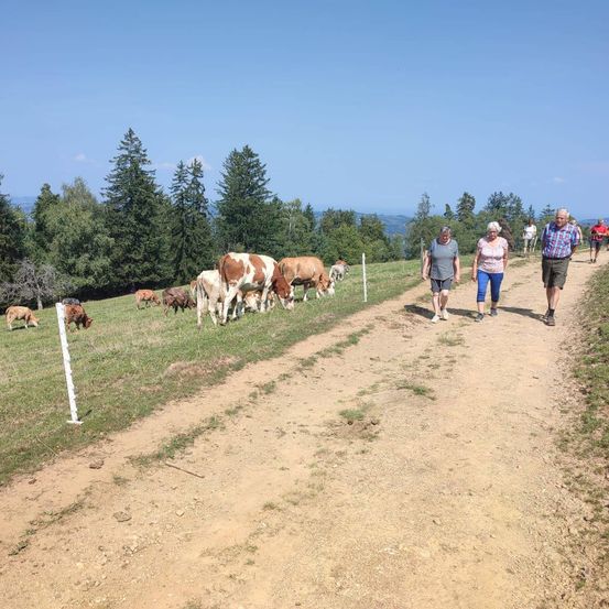 Bild enthält, Countryside, Field, Nature, Outdoors, Pasture, Person, Walking, Ranch, Grassland, Cow