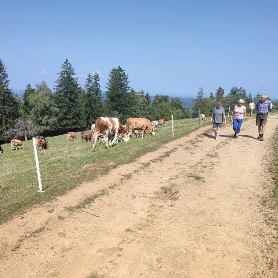 Bild enthält, Countryside, Field, Nature, Outdoors, Pasture, Person, Walking, Ranch, Cow, Grassland