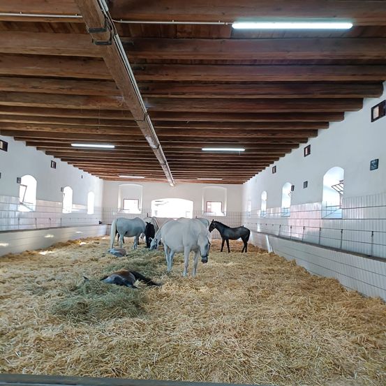 Bild enthält, Countryside, Nature, Outdoors, Horse, Mammal, Floor, Cattle, Livestock, Cow, Straw
