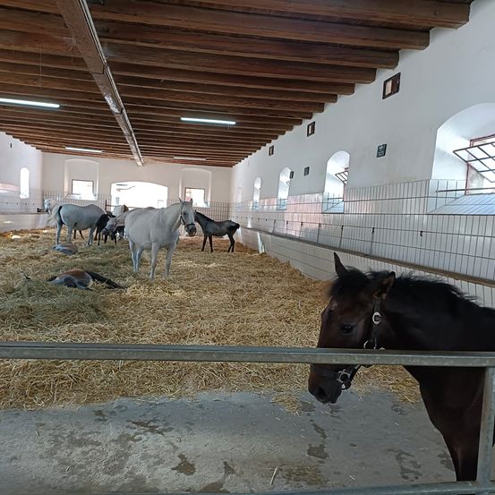 Bild enthält, Animal, Horse, Mammal, Outdoors, Countryside, Nature, Building, Shelter, Cow, Bird
