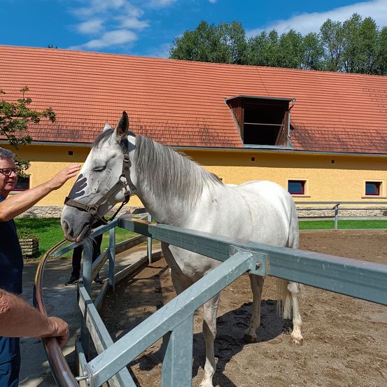 Bild enthält, Outdoors, Shelter, Adult, Male, Man, Person, Glasses, Andalusian Horse, Horse, Shoe