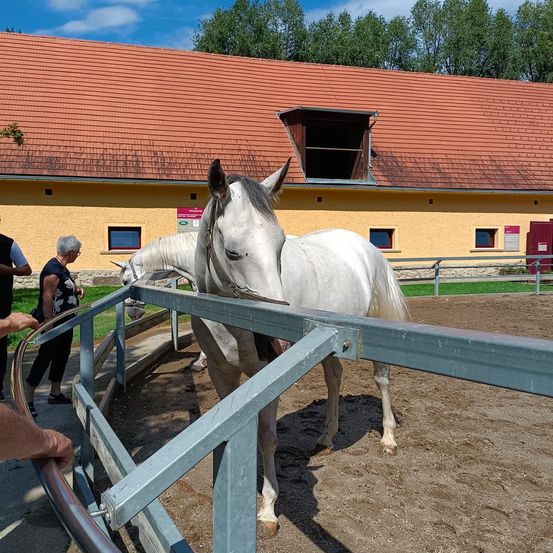 Bild enthält, Andalusian Horse, Animal, Horse, Mammal, Outdoors, Shelter, Person, Shoe, Housing, Nature