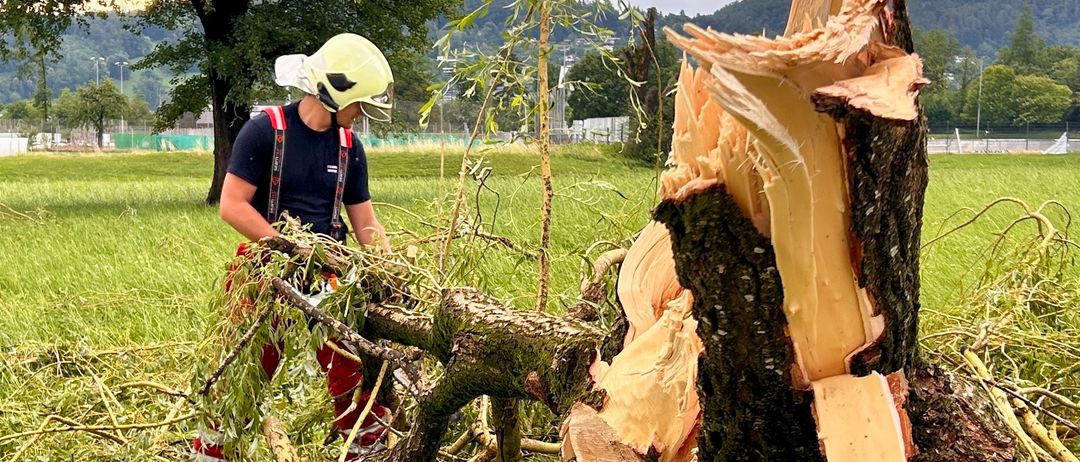 Ein Mann mit gelbem Helm und Sicherheitsausrüstung schneidet mit einer Kettensäge einen umgefällten Baum in einem Feld. Der Baum wurde in große Abschnitte geschnitten.