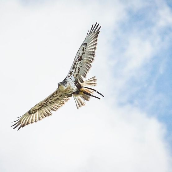 Bild enthält, Animal, Bird, Flying, Vulture, Accipiter, Kite Bird, Hawk, Buzzard