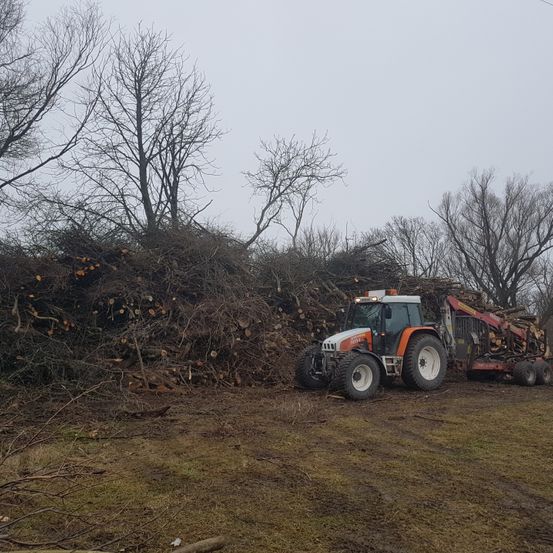 Ein Traktor mit einem Holzharvester-Anbaugerät steht auf einem Feld mit einem großen Haufen geschnittener Bäume dahinter. Die Bäume sind kahl, und der Himmel ist bedeckt.