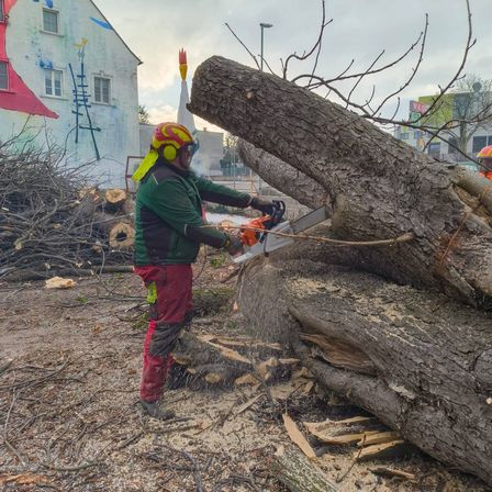 Ein Mann in Schutzausrüstung schneidet einen Baumstamm mit einer Kettensäge in einem Außenbereich, wobei ein Gebäude mit Wandgemälden im Hintergrund steht.