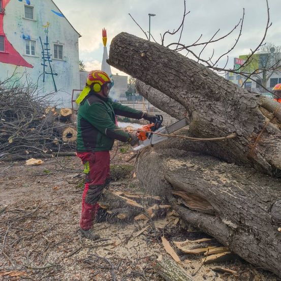 Ein Mann in Schutzausrüstung schneidet einen Baumstamm mit einer Kettensäge in einem Außenbereich, wobei ein Gebäude mit Wandgemälden im Hintergrund steht.