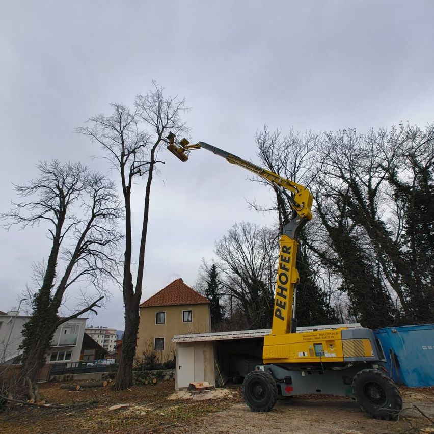 Ein gelber Kran steht neben einem Haus und erreicht eine Baumkrone zum Beschneiden. Auf dem Kran steht 'PEHOFER'. Die Szenerie besteht aus laublosen Bäumen und einem grauen Himmel.