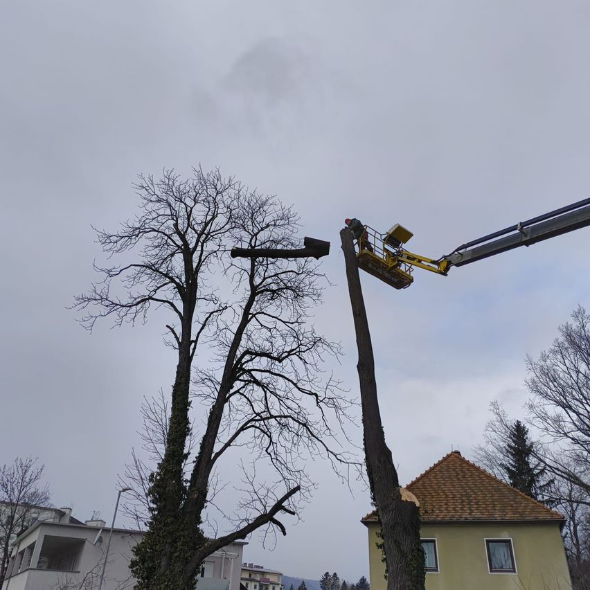 Ein Baum wird mit einem gelben Korblift gefällt. Ein Baumstumpf und ein Ast liegen auf dem Boden. Es gibt ein Gebäude mit einem braunen Dach und Fenstern.