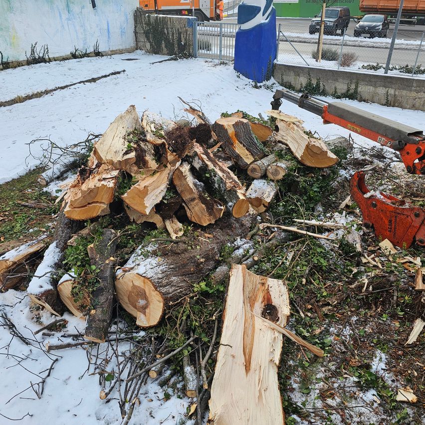 A pile of cut tree trunks and branches lies on a snowy ground. A red crane with a bucket attachment is positioned nearby, likely used for removal. A building wall with graffiti is visible behind.