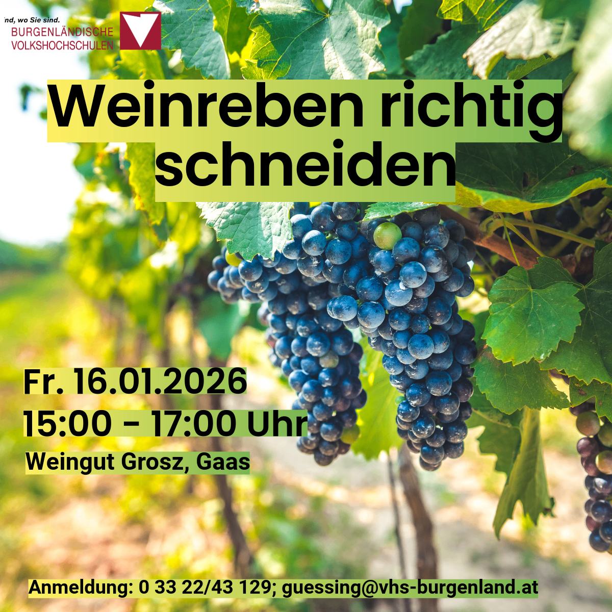 Ein Werbeplakat für eine Weinreben-Schneideveranstaltug am 16.01.2026 von 15:00 bis 17:00 bei Weingut Grosz, Gaas. Das Plakat zeigt eine Nahaufnahme von Weinbeeren und enthält Kontaktdaten für die Anmeldung.