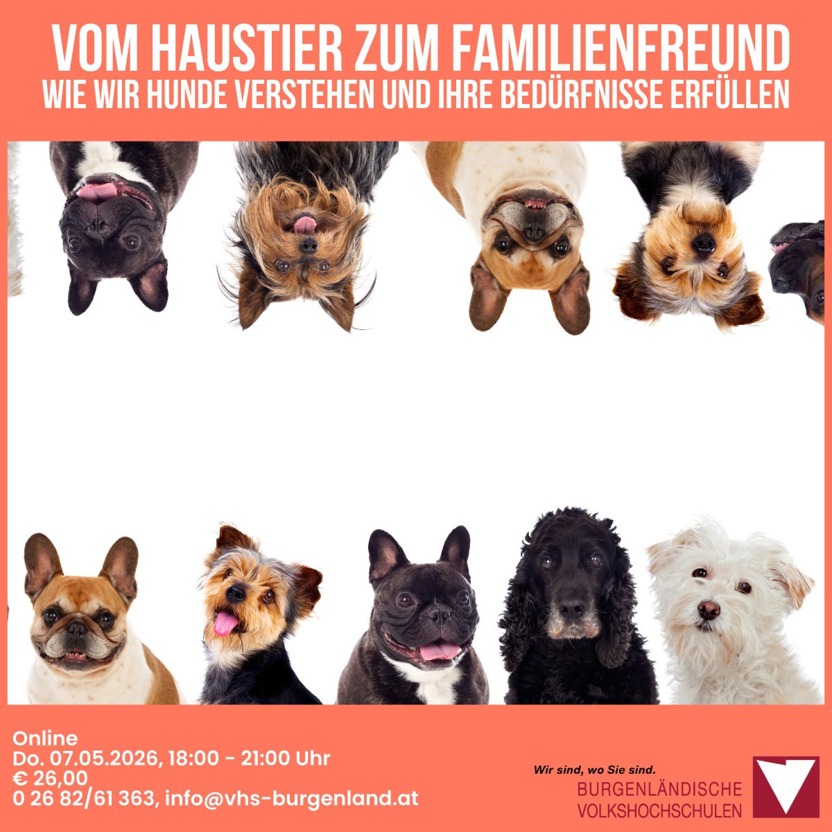 Online-Veranstaltung am 7. Mai 2026 von 18:00 bis 21:00 Uhr. Verschiedene Hunde aus unterschiedlichen Blickwinkeln. Kontakt: 0 26 82/61 363, info@vhs-burgenland.at.