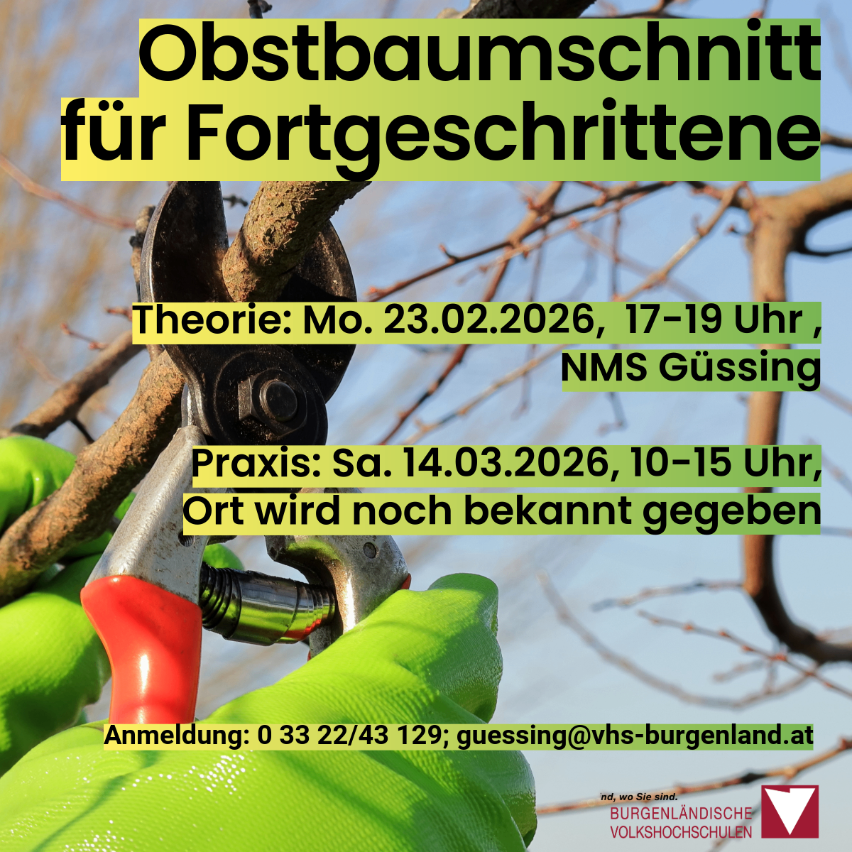 Ein Plakat mit einer grünen, behandschuhten Hand, die eine Astschere hält und einen Baumzweig schneidet. Text: 'Obstbaumschnitt für Fortgeschrittene'. Theorie: Mo. 23.02.2026, 17-19 Uhr, NMS Gussing. Anmeldung: guessing@vhs-burgenland.at.