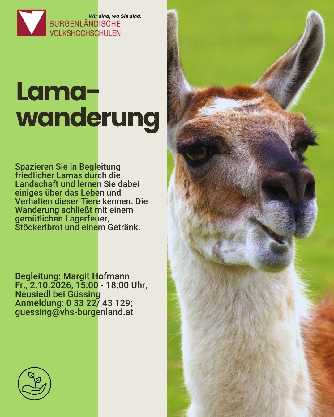 Plakat für eine geführte Lamawanderung in Burgenland, Österreich. Zeigt ein Nahaufnahme des Gesichts eines Lamas und Details zur Veranstaltung.