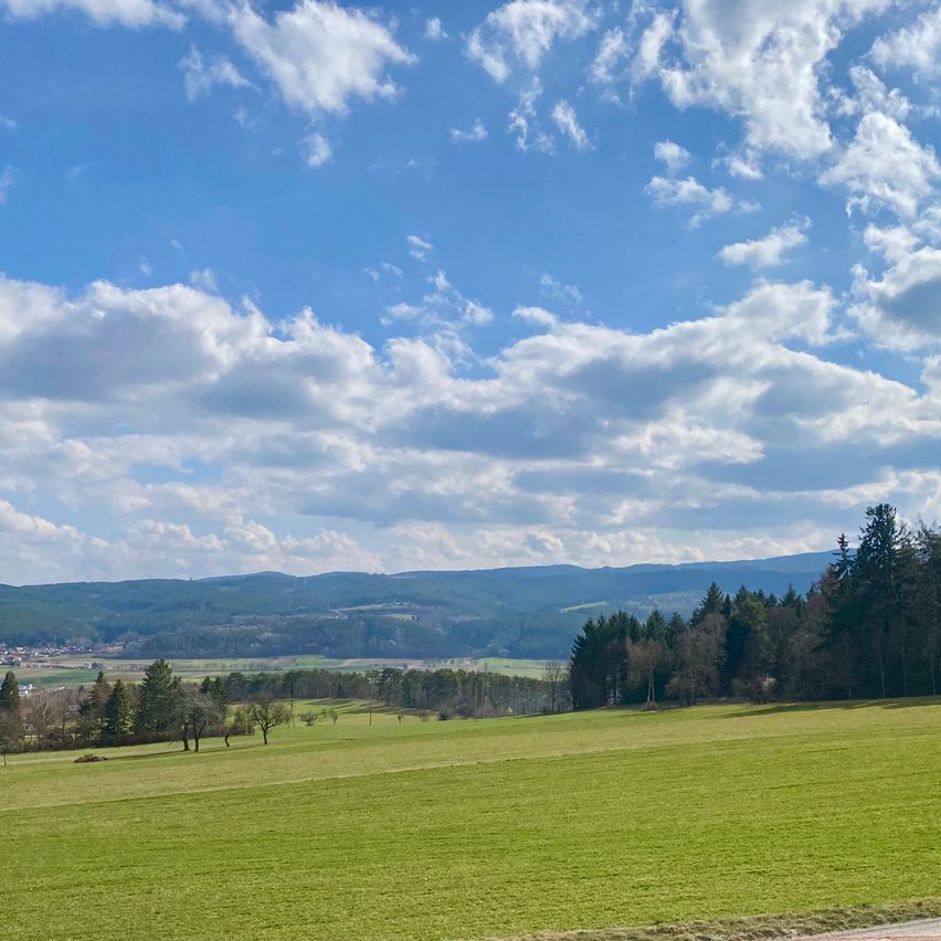 Eine weite, saftige grüne Landschaft mit einer Reihe von Bäumen auf der rechten Seite. Im Hintergrund sind Berge unter einem teilweise bewölkten Himmel sichtbar.