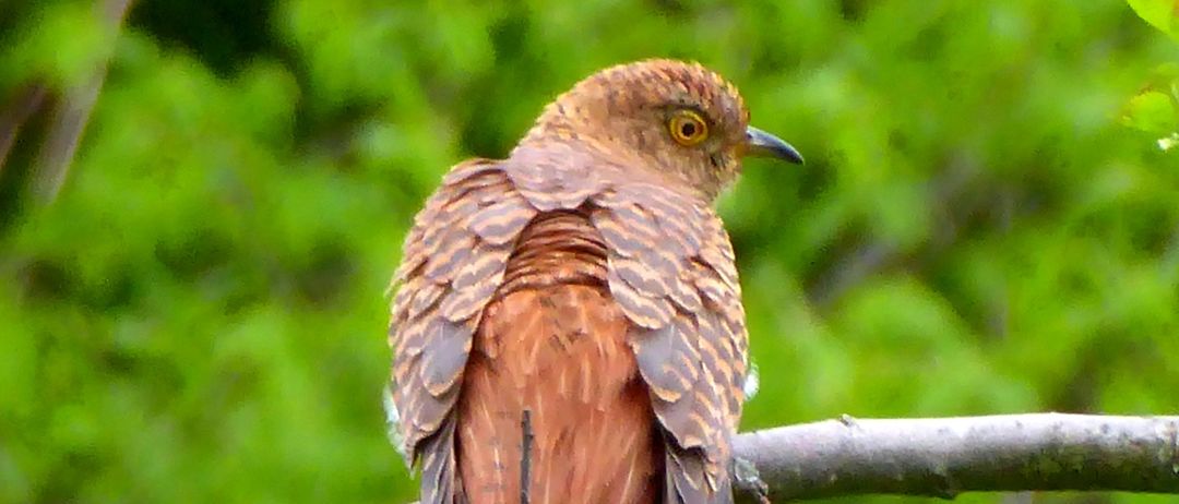 Ein Vogel mit braunen und schwarzen Federn sitzt auf einem Ast mit grünen Blättern und einem unscharfen Hintergrund.