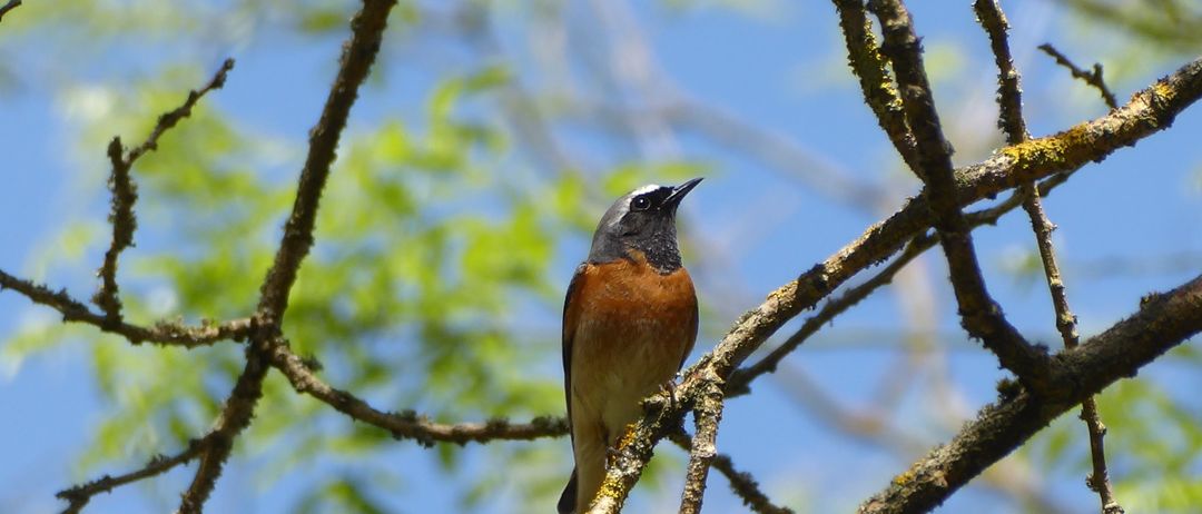 Ein kleiner Vogel mit braun-grauem Gefieder, der auf einem Ast sitzt, mit klarem blauen Himmel im Hintergrund.